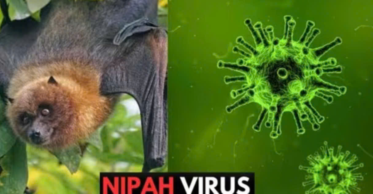 Dịch bệnh do vi rút Nipah và các biện pháp phòng chống